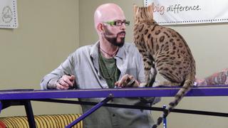 My Boyfriend vs. My Cat