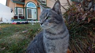 My Cat From Hell