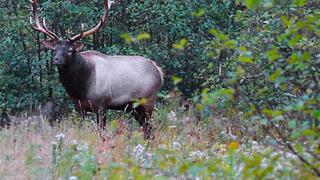 The Damning Truth The Damning Truth