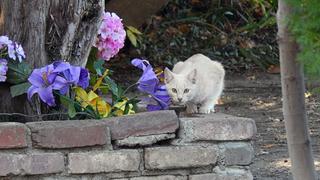 Bad Cat Karma