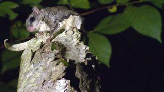 Creatures of the Night Creatures of the Night