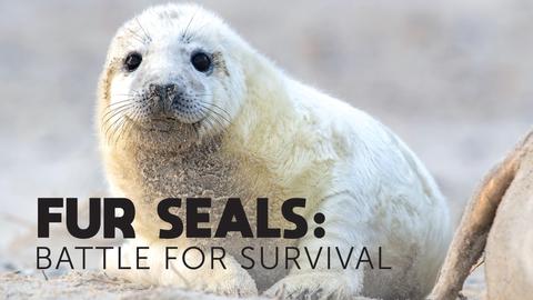 Fur Seals: Battle for Survival