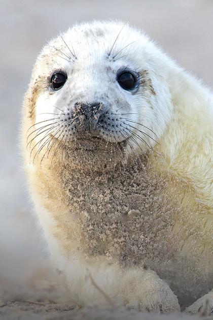 Fur Seals: Battle for Survival