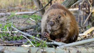 Mysteries at the Museum