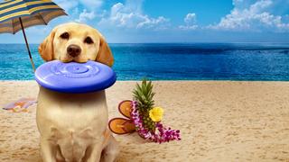 The Dog Who Saved Summer