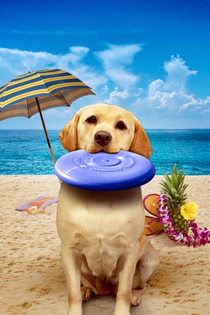 The Dog Who Saved Summer