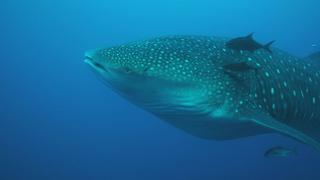 Galapagos: Realm of Giant Sharks