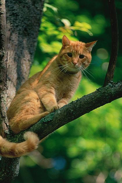 Treetop Cat Rescue