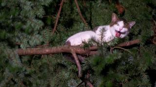 Cat Men to the Rescue Cat Men to the Rescue