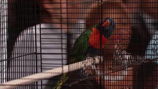 Parrot Autopsy Results Revealed!; The 50 Missing Items List