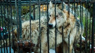 Wolfpack Woes Wolfpack Woes