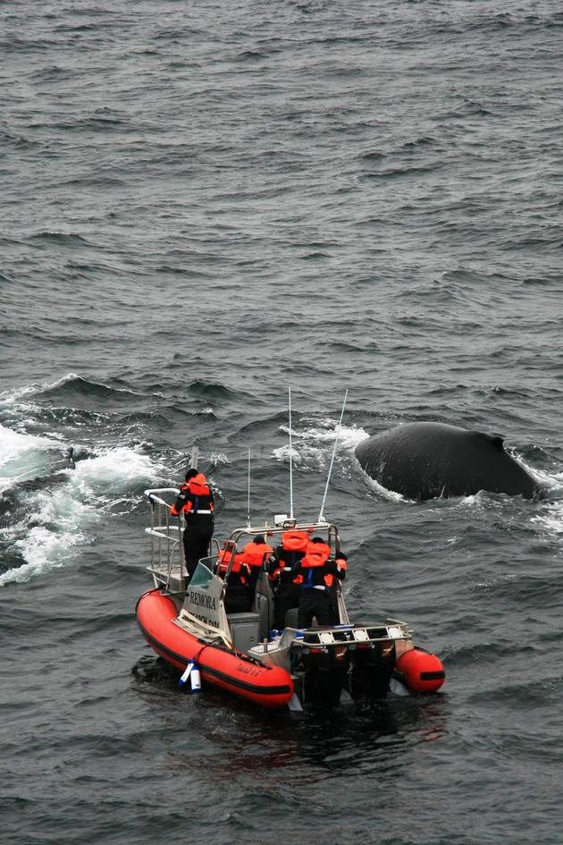 Hunting the Ice Whales