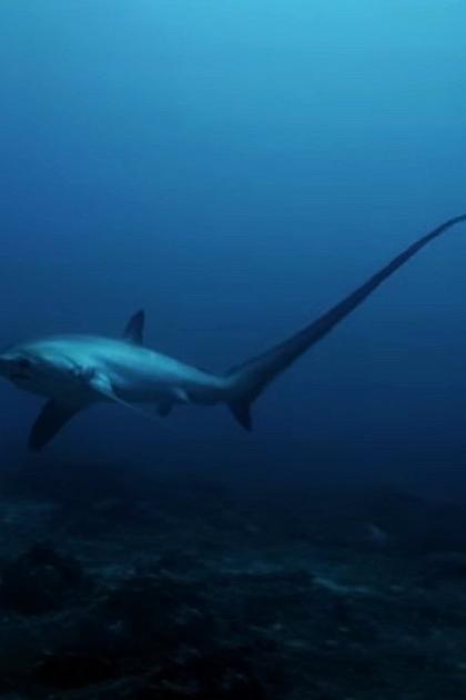 Ninja Sharks