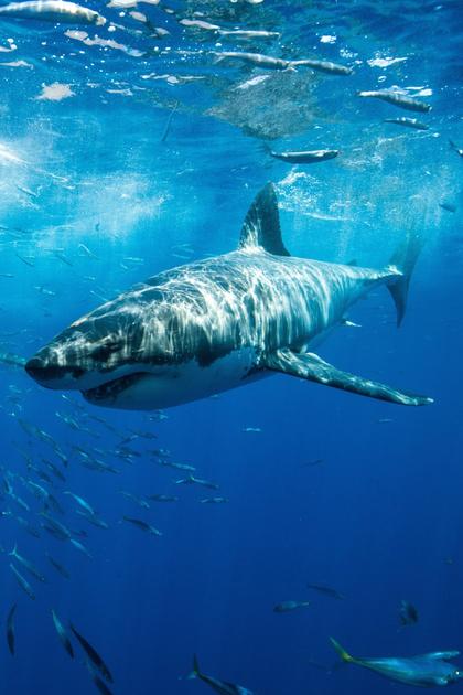 Sharks of the Shadowland