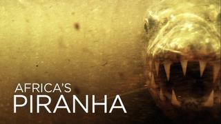 Africa's Piranha
