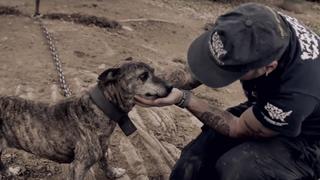 Dog Fighting Dog Fighting