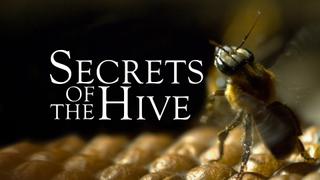 Secrets of the Hive