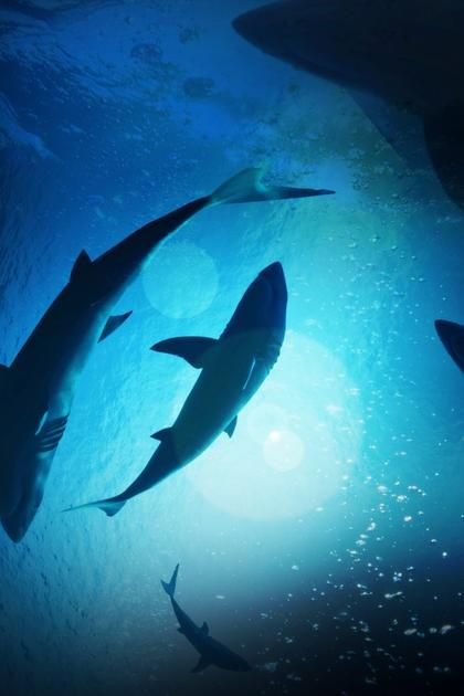 Tiburones: Sharks of Cuba