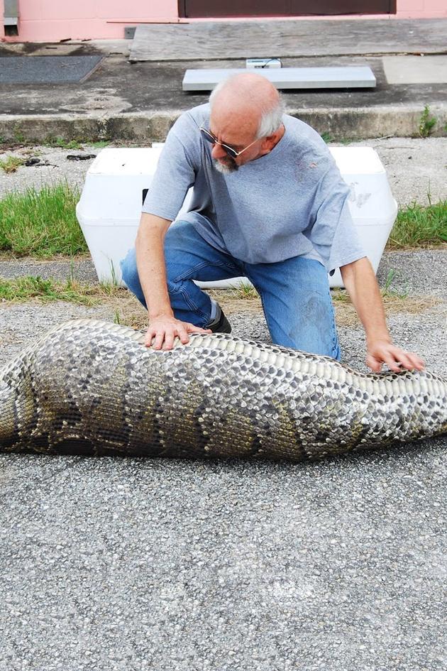 Exotic Invaders: Pythons in the Everglades