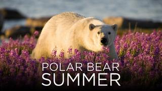 Polar Bear Summer