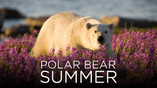 Polar Bear Summer