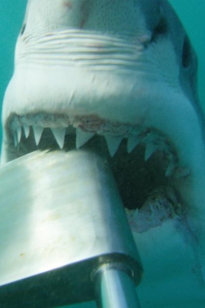 Shark Alley: Legend of Dynamite