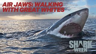 Air Jaws: Walking With Great Whites