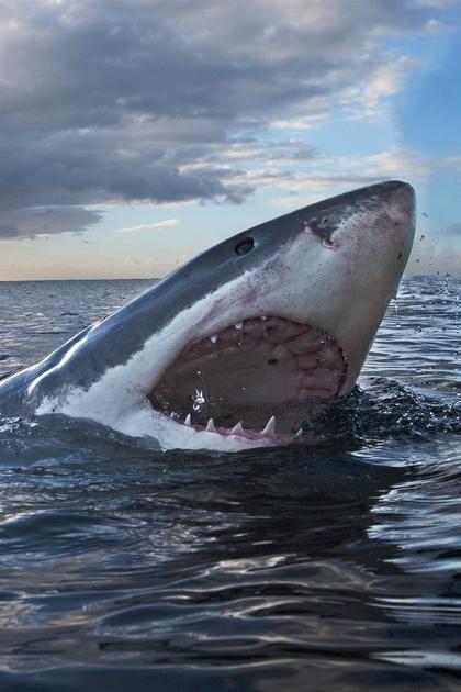 Air Jaws: Walking With Great Whites
