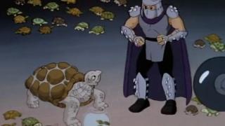 Turtles, Turtles, Everywhere!