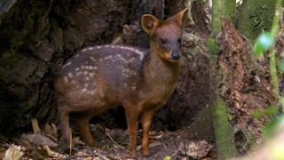 Fire and Ice Fire and Ice