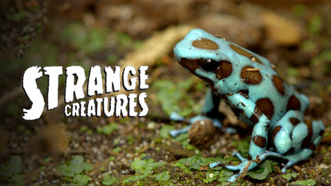Strange Creatures