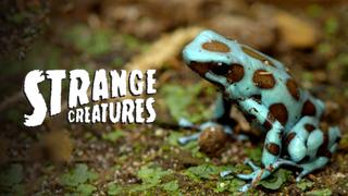  watch Strange Creatures