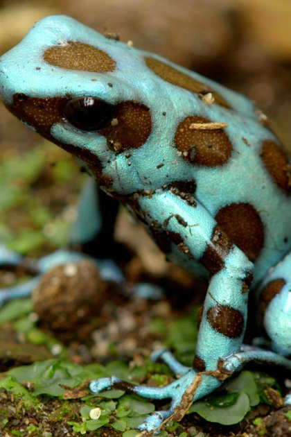 Strange Creatures
