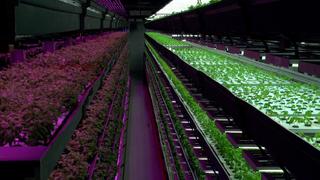 The Future of Urban Farms