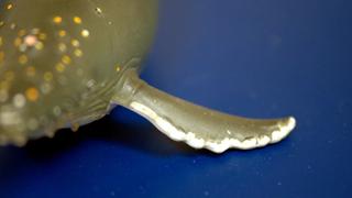 Nature Inspires the Future