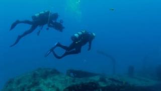 Tiger Sharks Tiger Sharks