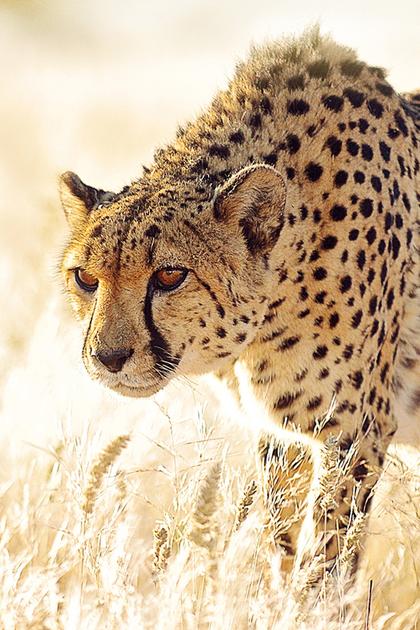 The Hunt