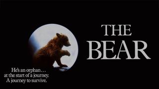 The Bear