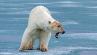 In the Grip of the Seasons (Arctic) In the Grip of the Seasons (Arctic)