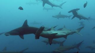 Smooth Hammerhead Sharks Smooth Hammerhead Sharks