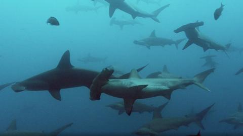 Smooth Hammerhead Sharks