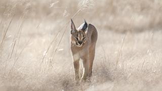 Nowhere to Hide (Plains)