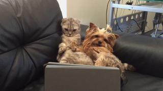 America's Funniest Home Videos