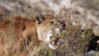 Mountain Lion Attack Mountain Lion Attack