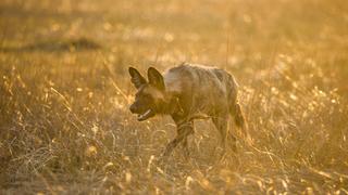 Living with Predators (Conservation)
