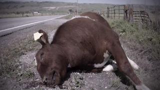 Superman vs. the KKK; Who Killed Huey Long?; Marches to Montgomery Superman vs. the KKK; Who Killed Huey Long?; Marches to Montgomery