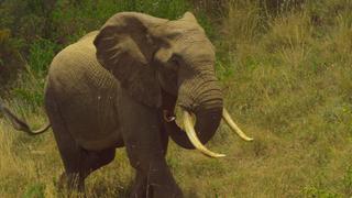 Kenya Wildlife Diaries