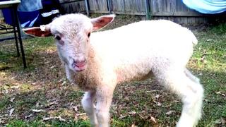 The Sedevcic Family The Sedevcic Family