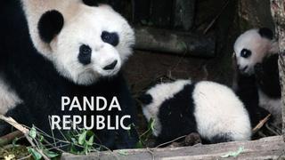 Panda Republic