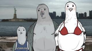 Pigeons. Pigeons.